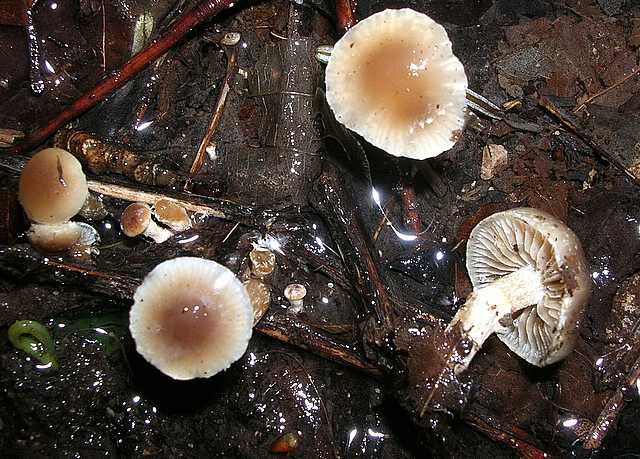2005 :  Un anno di funghi